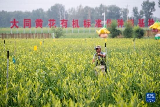 村民在位于云州区唐家堡村的大同黄花有机标准化种植基地内采摘黄花（2022年7月27日摄）。新华社记者 杨晨光 摄