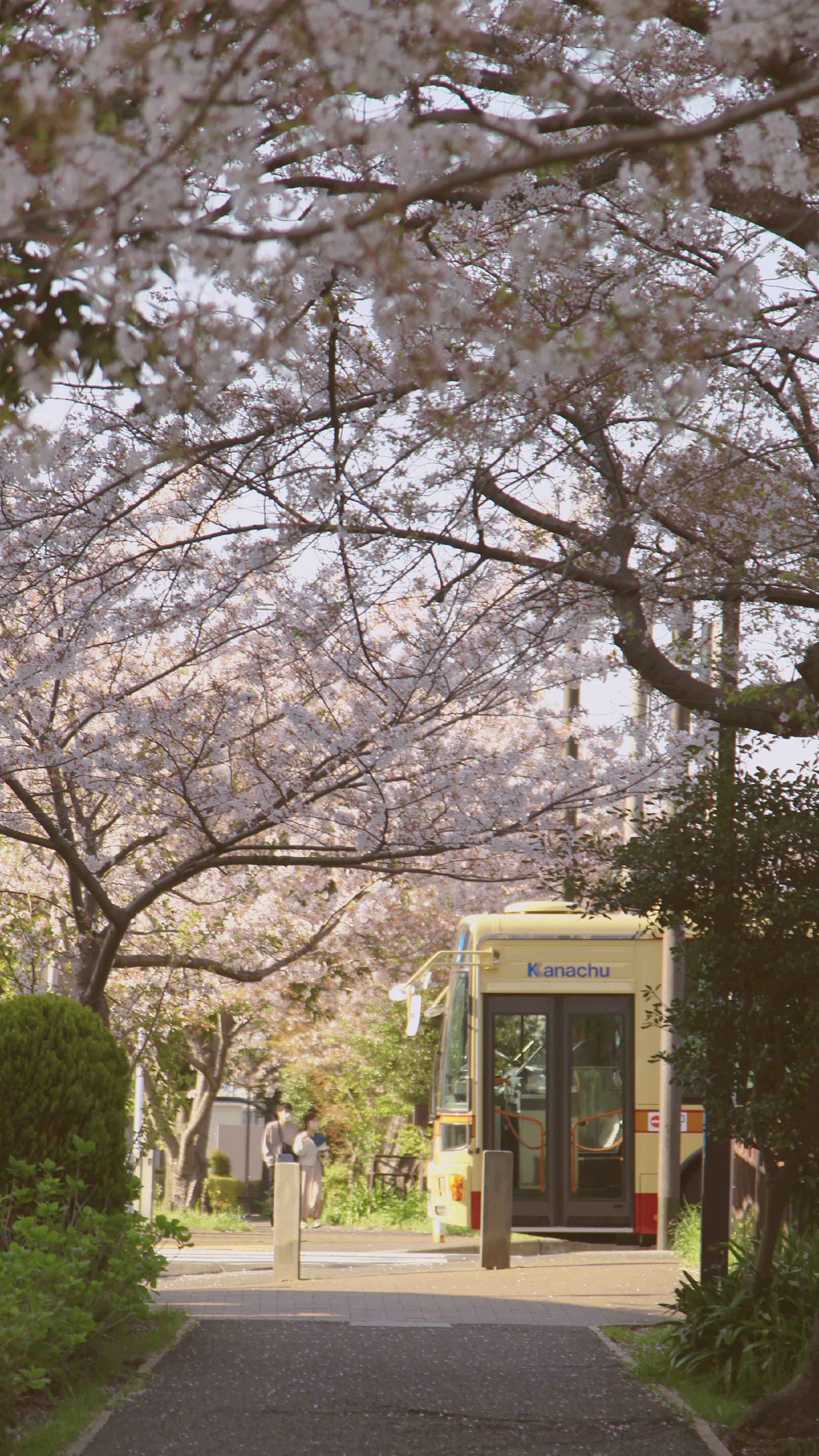 今年日本樱花季的景色；受访者供图