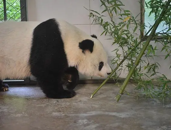 大熊猫“高高”