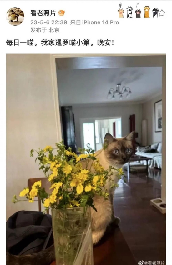 · 李虹最后一次在微博上分享小猫照片。