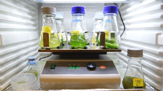 在新加坡一所实验室中培育的藻类