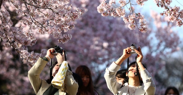 气候变化导致日本樱花提前绽放