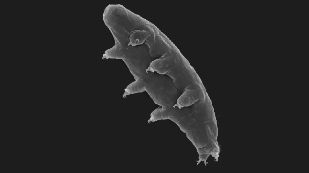 缓步生物可以通过被蜗牛吞入腹中实现远程旅行，它们在蜗牛肠道中逗留两天最终从肛门排出体外，伴随着一团粪便离开蜗牛，然后在新的区域繁衍生息。