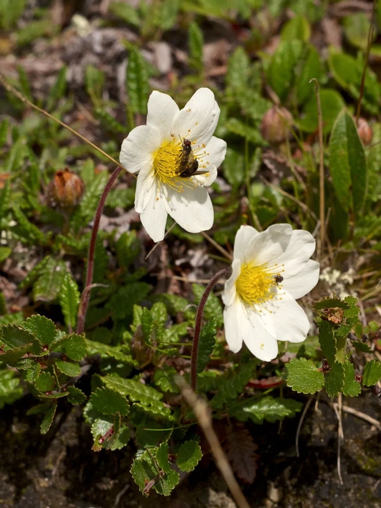 仙女木开出的小白花（图片来源：Jörg Hempel/wikipedia）