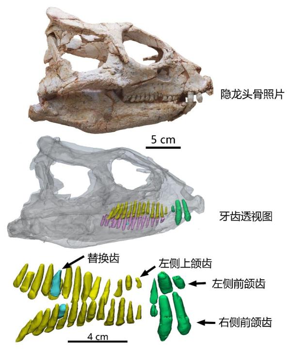 早期角龙类当氏隐龙的头骨、牙齿透视和上颌齿重建图。（受访者供图）