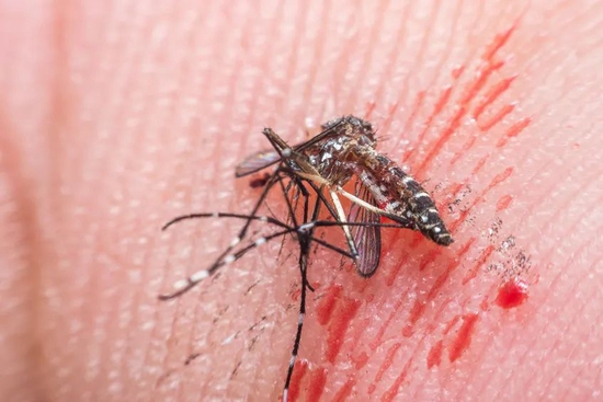 蚊子怎么只咬我不咬别人？这群科学家几天不洗澡找到原因
