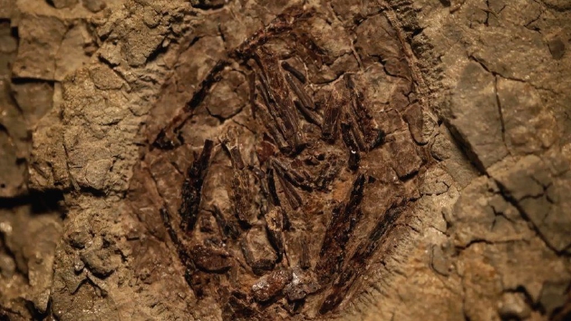 在塔尼斯遗址发现的翼龙胚胎化石