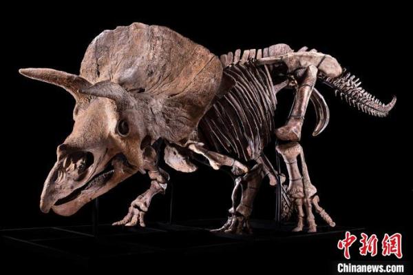 “大约翰”修复后的完整骨骼，它是目前发现的最大的褶皱三角龙样本（图源：Zoic有限责任公司）。施普林格·自然 供图