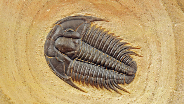 化石并不能提供完整的生物学图景，例如，对于三叶虫的行为，我们必须进行许多推测。