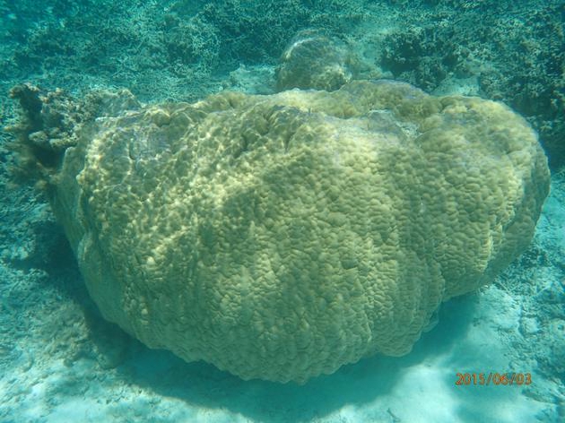 珊瑚氧同位素揭示1900年以来南海海平面上升了150毫米