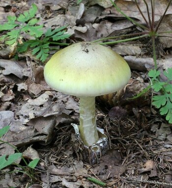 毒鹅膏最臭名昭著的有毒蘑菇之一。