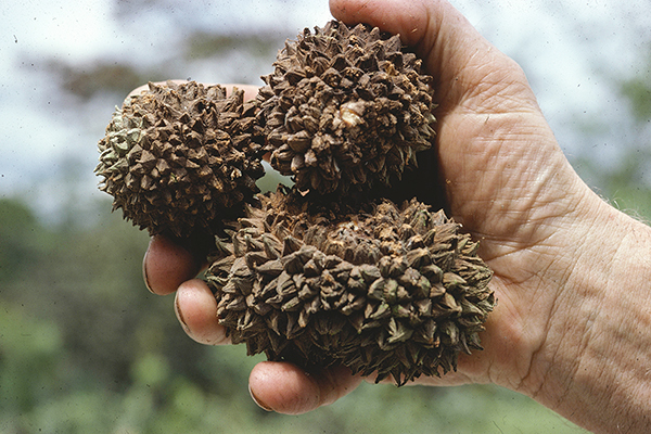 图中是Manicaria saccifera棕榈木质果实，依靠大型动物来传播