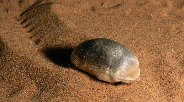 生活在纳米比亚纳米布沙漠的金鼹鼠，其耳朵里的听小骨变大，也许是为了帮助它们在沙丘里“游泳”时听到猎物的声音。