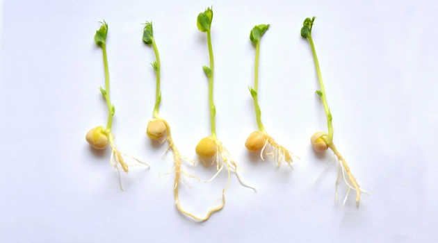 有证据表明，豌豆的根会向着流水声的方向生长。