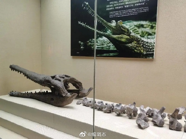 古生物学家发现史前鳄鱼新物种中华韩愈鳄