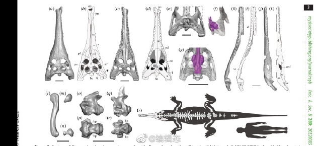 古生物学家发现史前鳄鱼新物种中华韩愈鳄