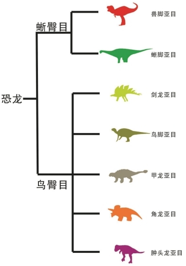 恐龙分类位置图 受访者供图