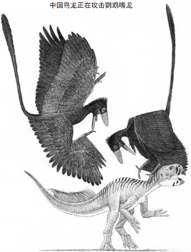 中国鸟龙正在攻击鹦鹉嘴龙