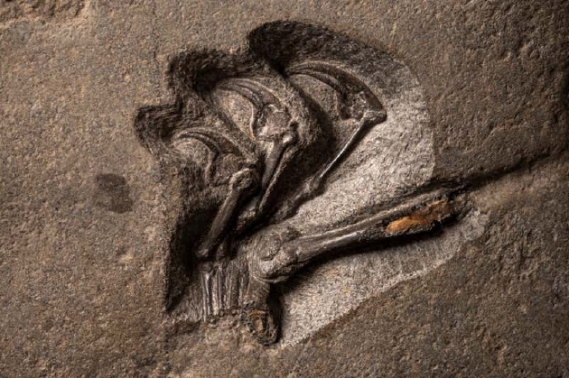 苏格兰发现侏罗纪时期最大翼龙化石 翼展2.5米