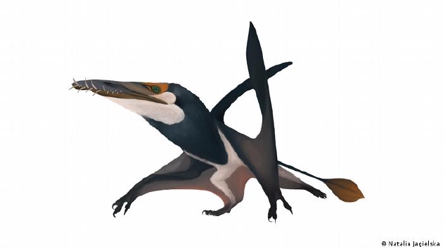 苏格兰发现侏罗纪时期最大翼龙化石 翼展2.5米
