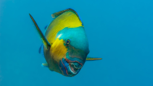 一条蓝头绿鹦嘴鱼，看起来似乎在露齿微笑。