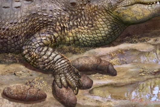 古生物学家发现世界首例鳄鱼足印粪化石