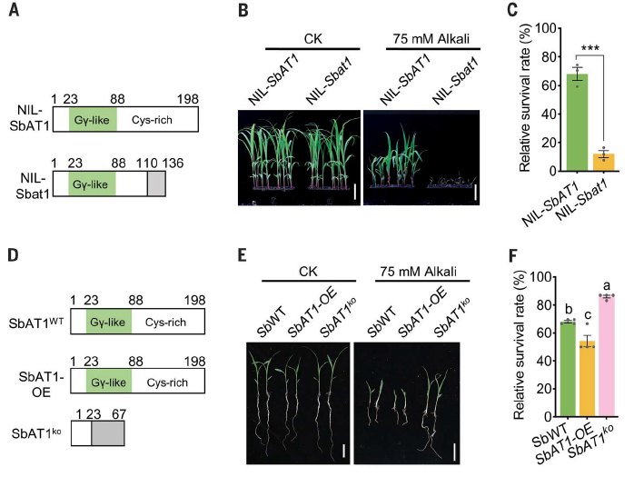 图丨SbAT1 在高粱耐碱中的功能（来源：Science）