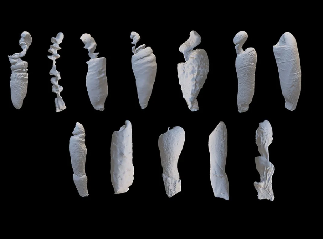 2018年，奥巴赫和布伦南制作了14种海洋哺乳动物的阴道模型，发现鲸类动物显示出前所未有的阴道多样性。很多时候，奥巴赫可以简单地通过阴道形态来识别物种。图中是鲸目动物、鳍脚亚目动物和海牛的阴道模型。