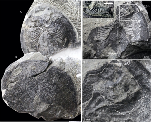 
                            在云南曲靖早泥盆世宽甲鱼化石中首次发现鳃丝印痕，揭示我们的中耳曾经是鱼类用来呼吸的鳃（盖志琨摄）