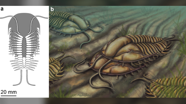 科学家发现史前三叶虫的“交配证据”！