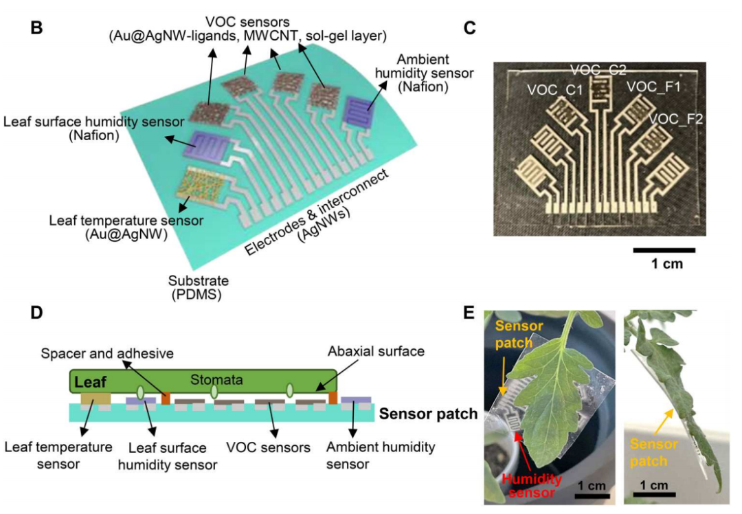 番茄“穿”上芯片更健康？北卡团队成功研发传感器芯片，可以检测植物生长