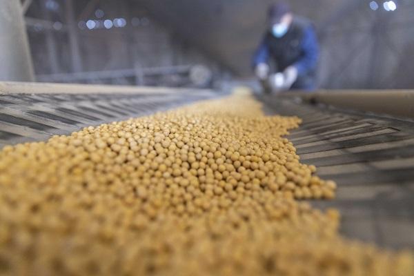 在绥化市益盛粮食购销有限公司内，检验员对大豆进行随机抽样检测。新华社图