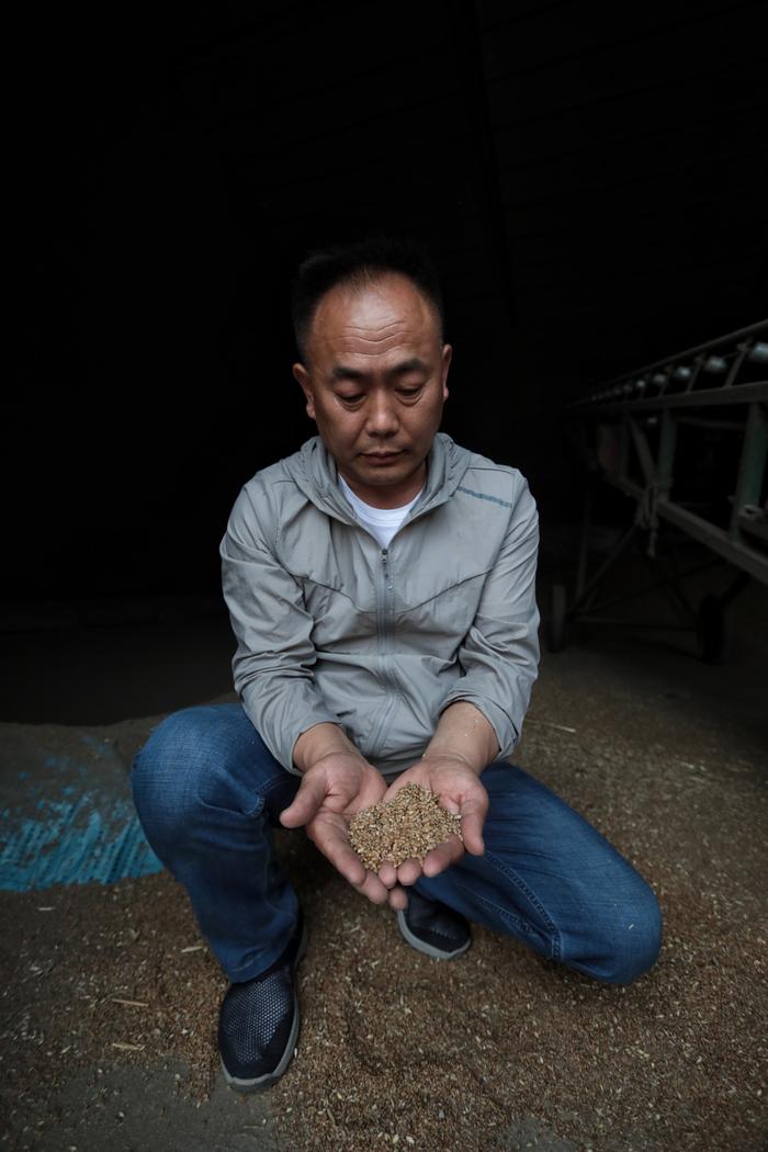 杜卫远在粮仓检查雨前收上来的麦子质量。新京报记者 王嘉宁 摄