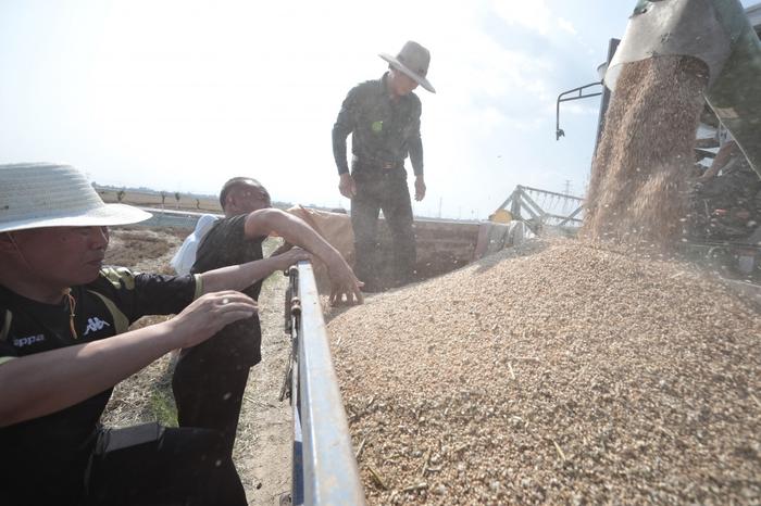 6月6日，杜店村村民检查刚收割上来的麦子质量。新京报记者 王嘉宁 摄