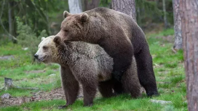 为何战斗种族要找棕熊做他们代言人