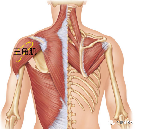 三角肌拉伸的3个动作，帮你放松肩部肌肉，让锻炼效果更突出！