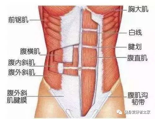 在家就能练出刀刻般的腹肌？如果不信，就来试试这5个动作！