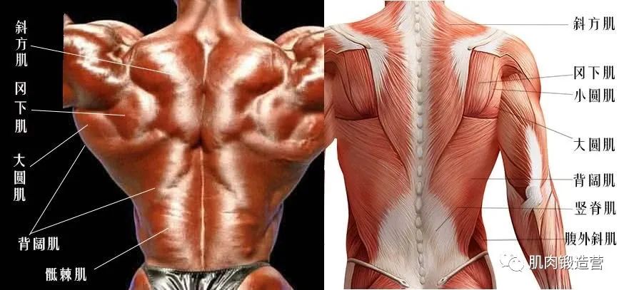 还在为背部肌肉所烦恼吗？学会这几点，你就能拥有完美的背肌！
