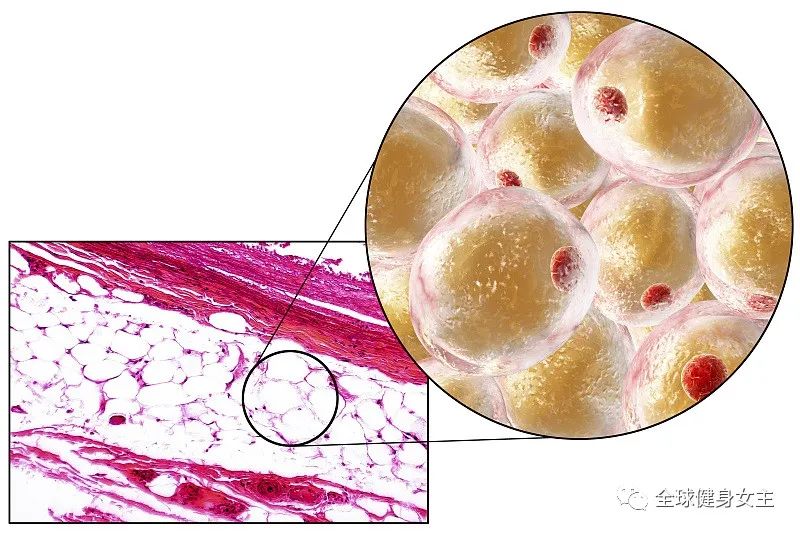 脂肪＝肥肉？赶紧看过来，别让错误的认知耽误了我们瘦下来！