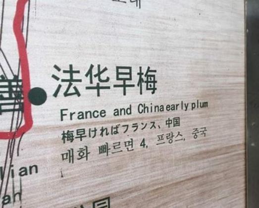  某景区英文直译：“法国和中国的早梅”