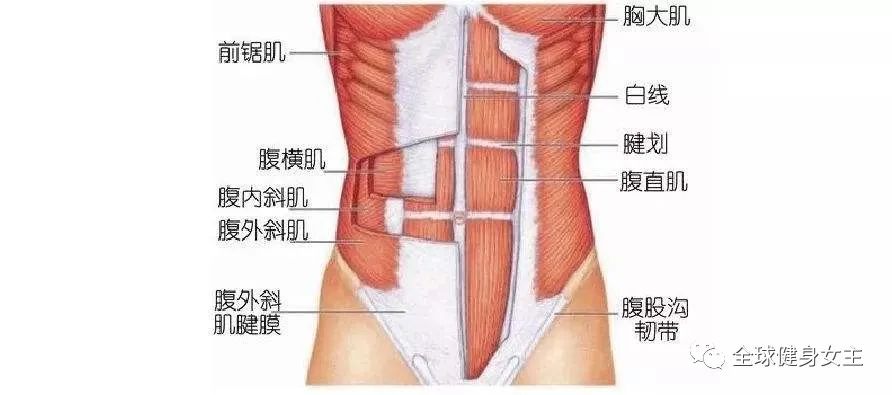 腹肌彰显男人魅力！饱满健硕的腹肌，从这里获取！