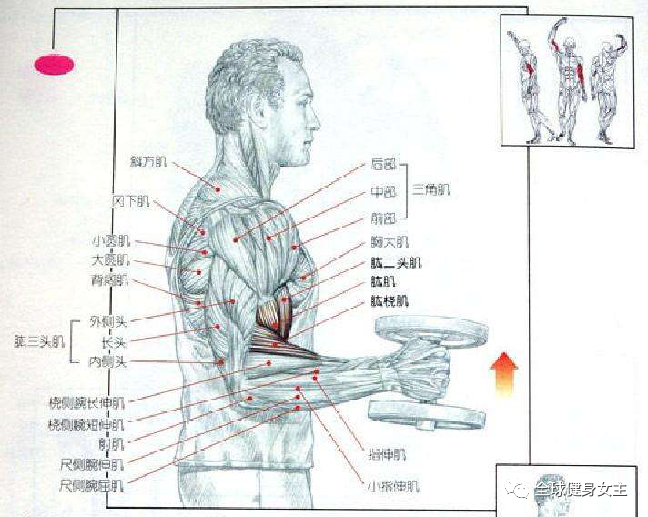 大臂太细？简单几招，教你打造麒麟臂！