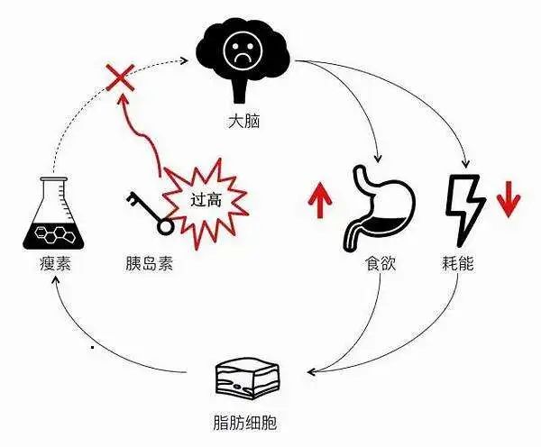 减肥总是管不住嘴？教你一些简单方法，早日获得美好身材