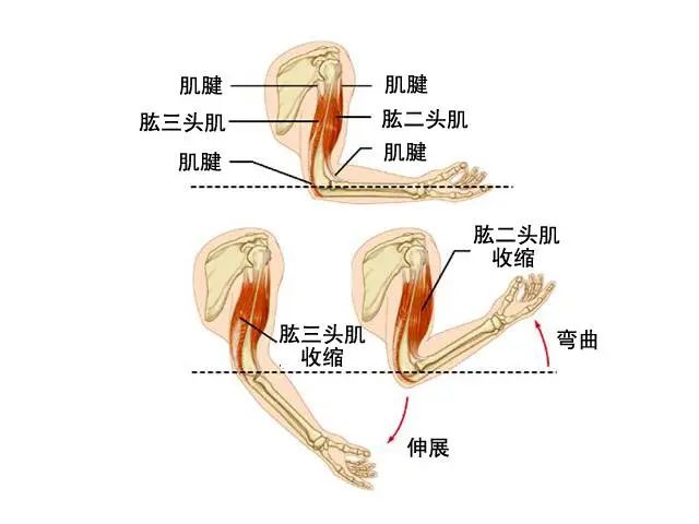 手臂增肌难练？那是你没找对方法，手臂增肌只需两个动作