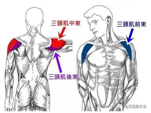 女生如何练出直角肩？注意学会这几点，帮你拥有美人肩