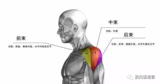 肩部肌肉难练？想要获得肩部肌肉，必须先练好三角肌