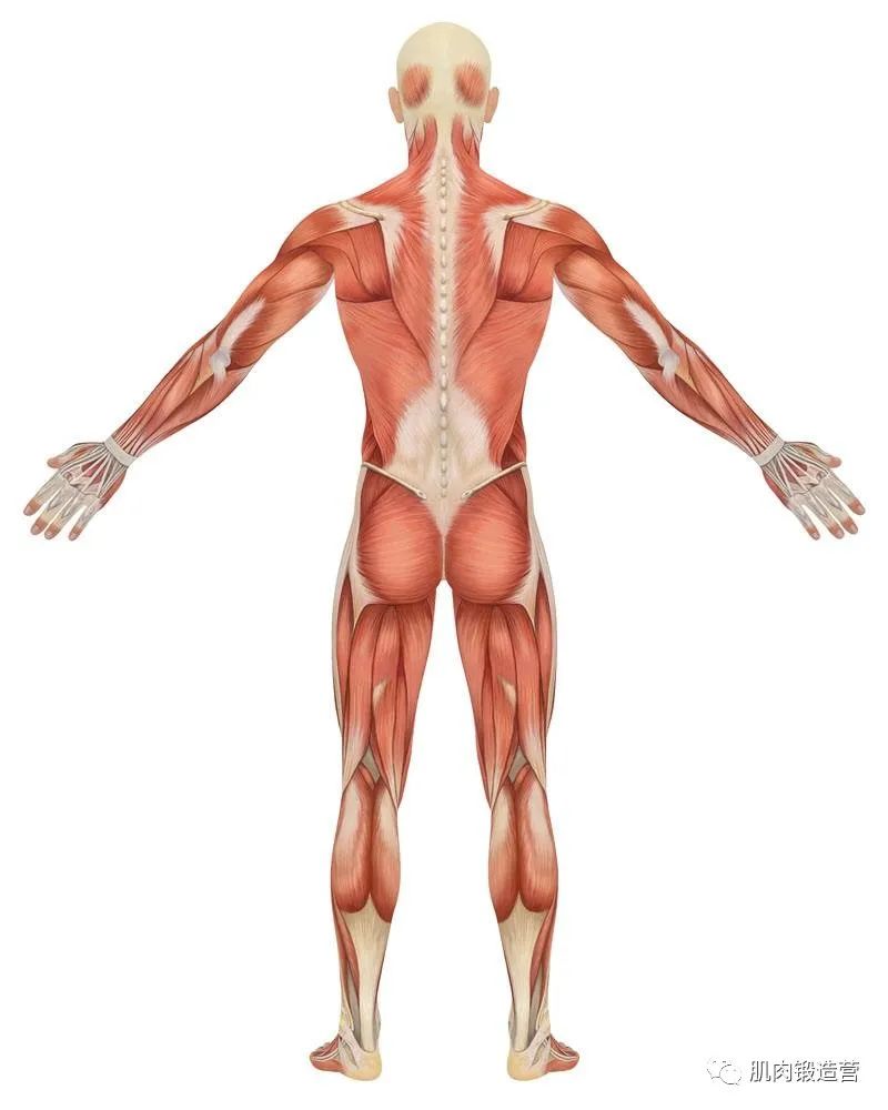 背部挺拔人有气质，训练动作多样化，全面刺激背部肌群