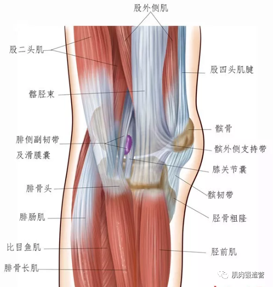 练腿只是练就行？想要增肌，这些问题不能忽略