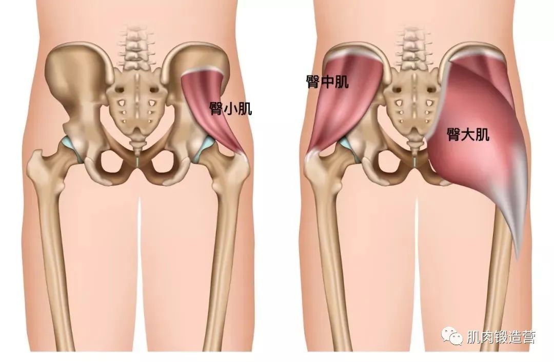 单腿站立站不稳？可能是这块肌肉缺乏力量，几个动作为你加强力量