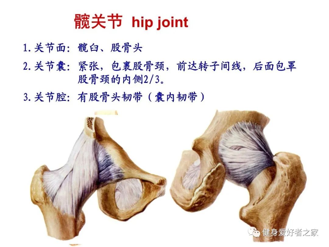 髋关节总是疼痛？4个拉伸动作,让跑步更加轻松！